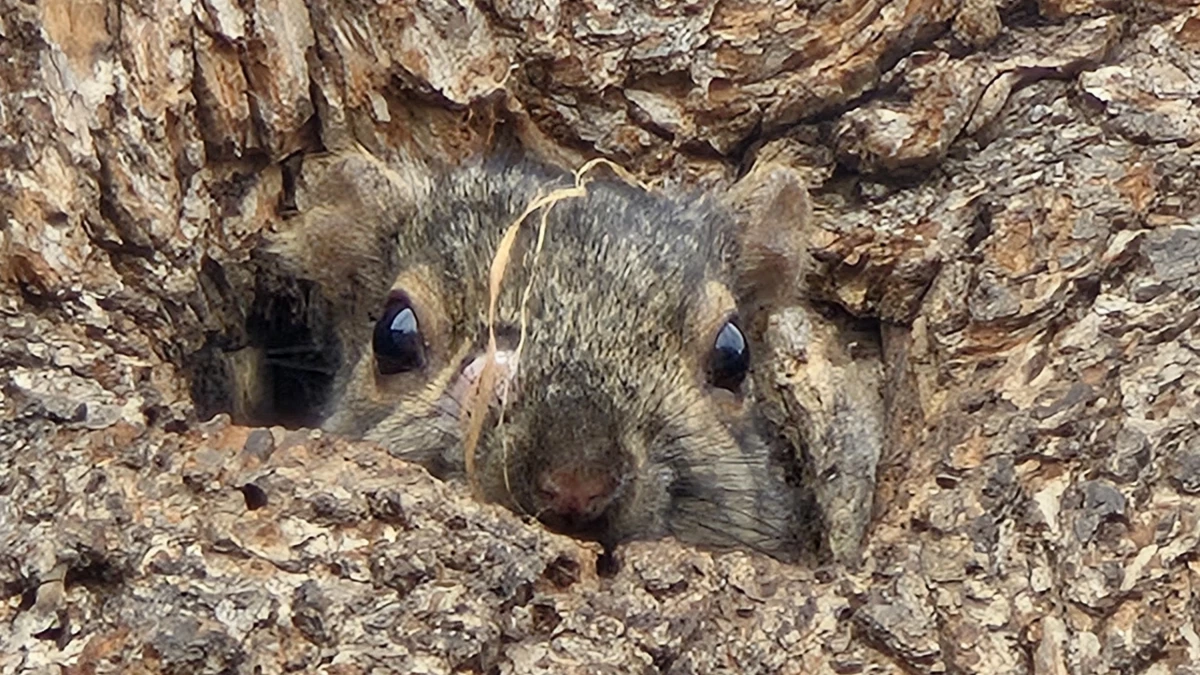 A squirrel peering out of a hole in a tree.
