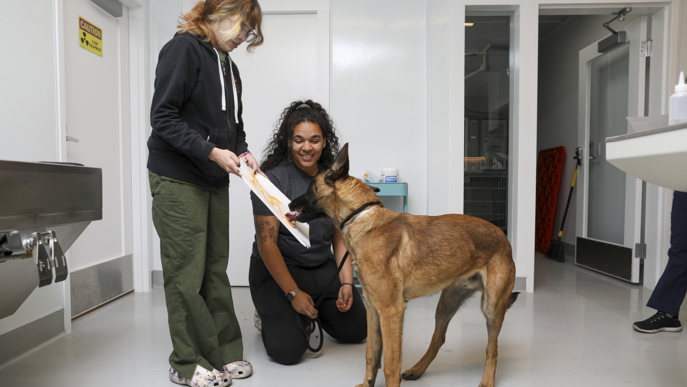 Animal rescue groups help Los Angeles pets : The Picture Show : NPR