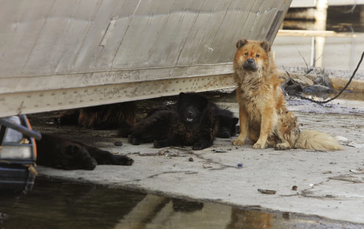 Tens of thousands of pets — if not hundreds of thousands — were left in places like New Orleans during Hurricane Katrina because disaster response agencies told people to leave pets behind.