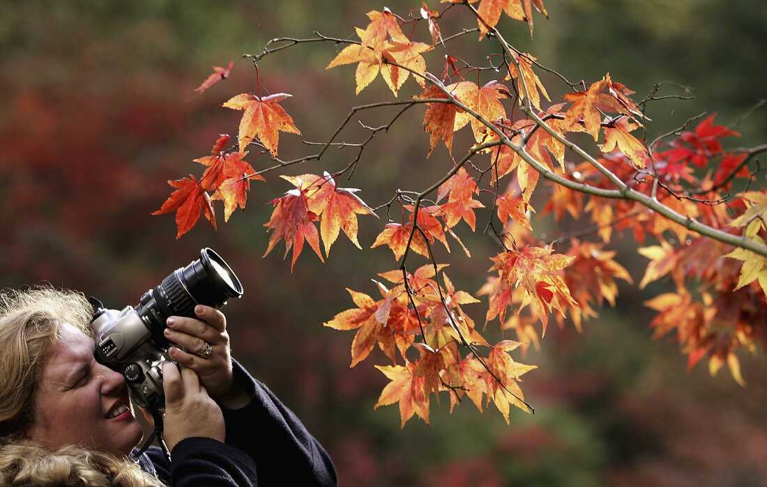 A woman is seen photographing the Autumnal colours of the leaves on trees at the National Arboretum at Westonbirt on October 22, 2005, in Gloucestershire, England.