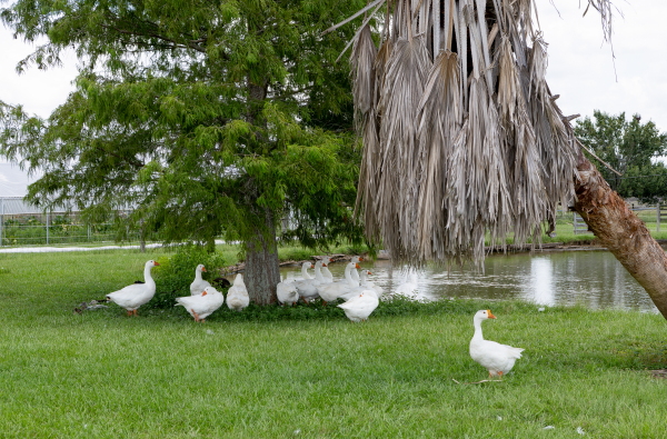 A dozen or so white ducks with orange beaks seek shade under trees at Driftwood Farm. All the ducks except one are standing underneath the branches of a tree that's next to a pond.