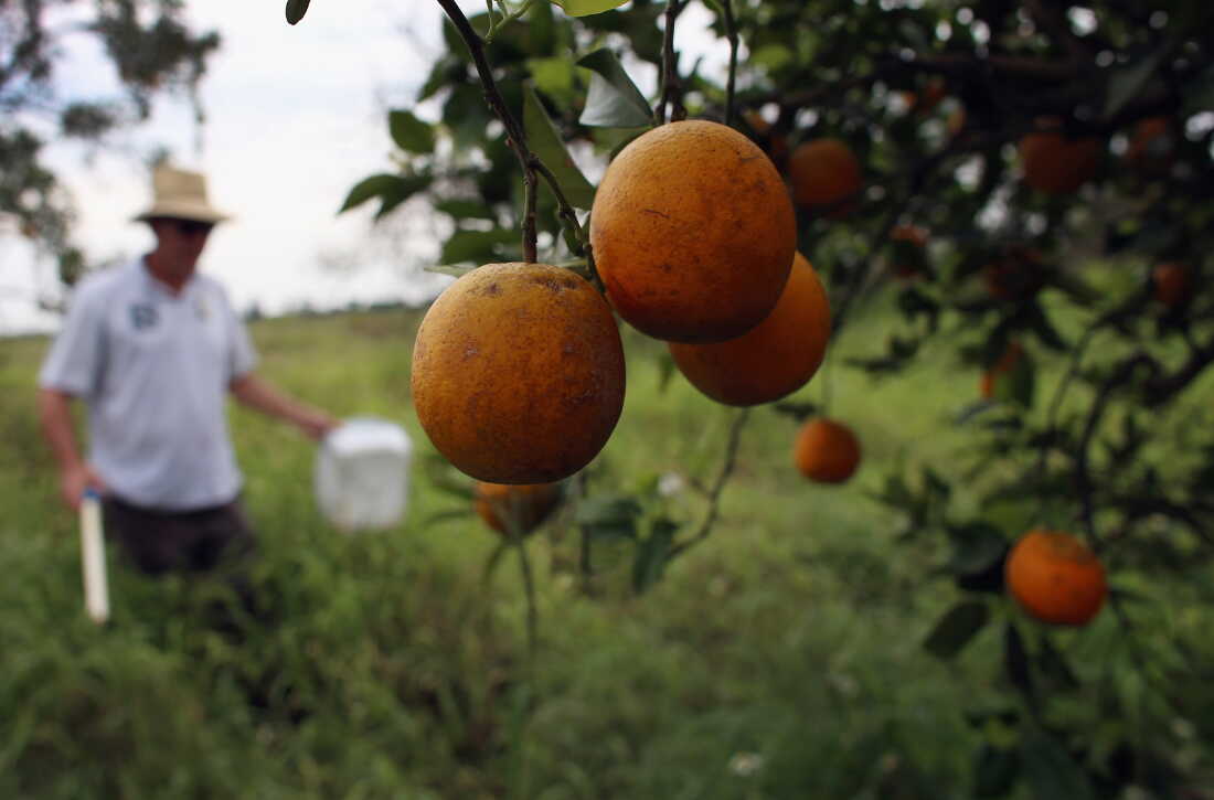 Guy Davies, an inspector for the Florida Division of Plant Industry, checks an orange tree for the insect Asian citrus psyllid that carries the bacterium causing disease, "citrus greening," from tree to tree on May 13, 2013, in Fort Pierce, Florida.