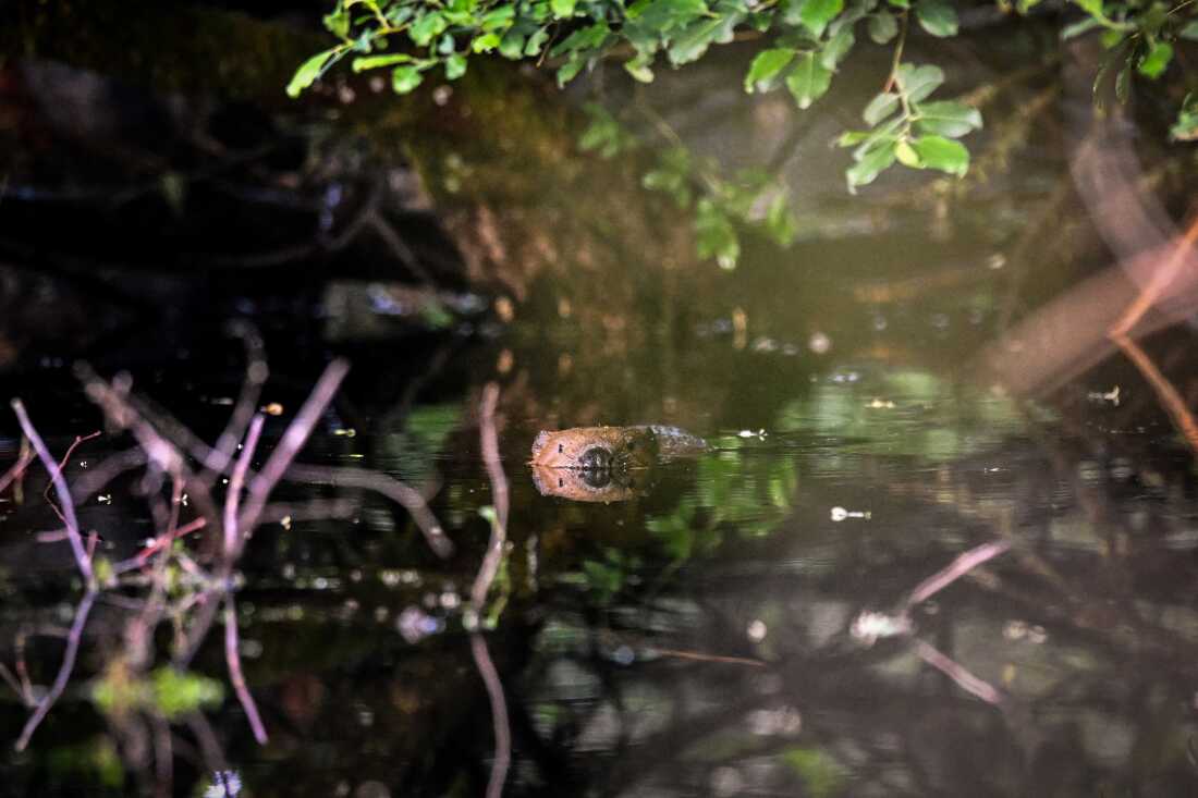 In this June 2024 photo, the head of a beaver breaks through the surface of the water as the animal swims in a pond created by a beaver dam on Tom Bowser’s farm near Doune, Perthshire, Scotland.