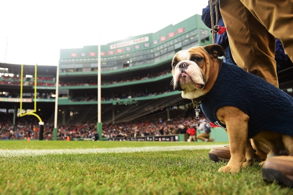 The Yale Bulldogs mascot looks on during a game against the Harvard Crimson at Fenway Park on November 17, 2018 in Boston, Massachusetts.