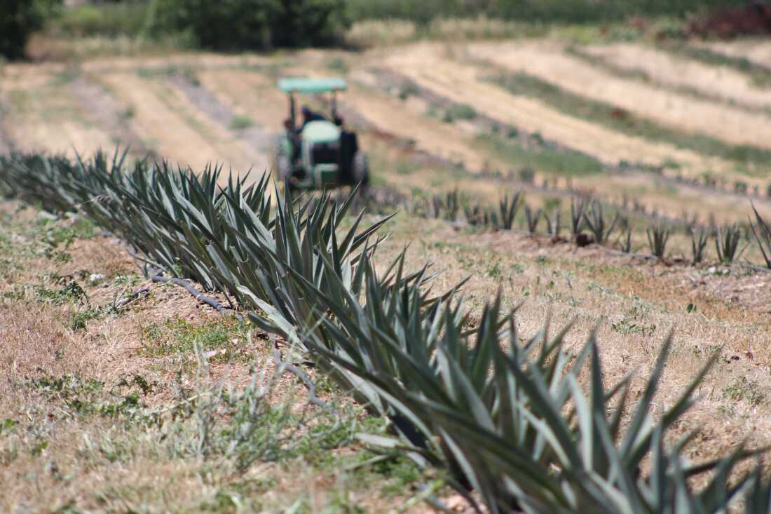 This photo shows Raul Chavez driving a tractor in the distance among rows of Agave tequilana and Agave americana plants at Muller Ag in Woodland, California.