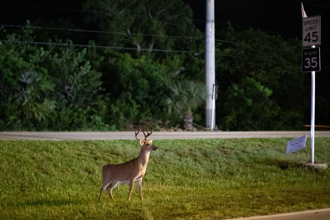 The Endangered Species Act, which protects imperiled plants and animals like the Key Deer, is more than 50 years old. Federal agencies are tasked with using old environmental statutes to deal with modern problems, fueling much of the environmental litigation seen in federal courts.  