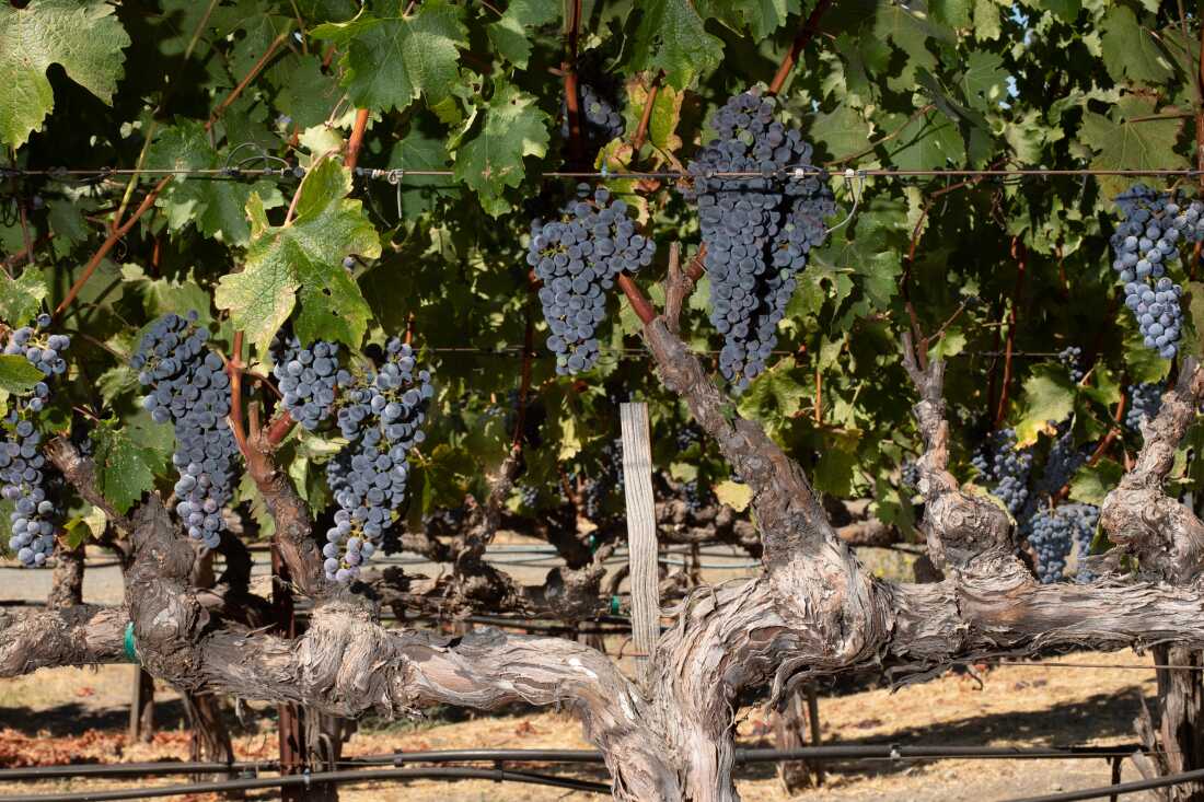 Like cabernet? Climate change could change the way you shop for wine 