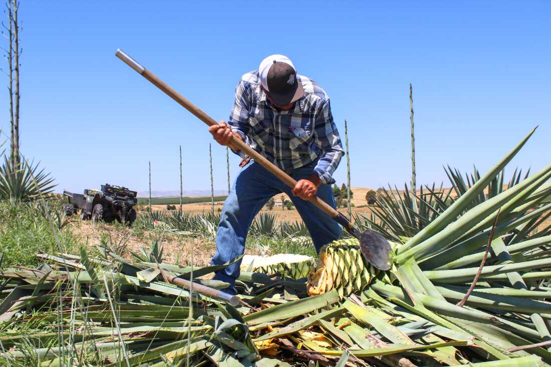 This photo shows Raul Chavez harvesting Agave tequilana plants using a coa — a sharp metal disc attached to a wooden pole — on June 10, 2024. He's using the tool to remove agave leaves from the plant's large core. He's wearing blue jeans, a long-sleeved shirt and a baseball cap.
