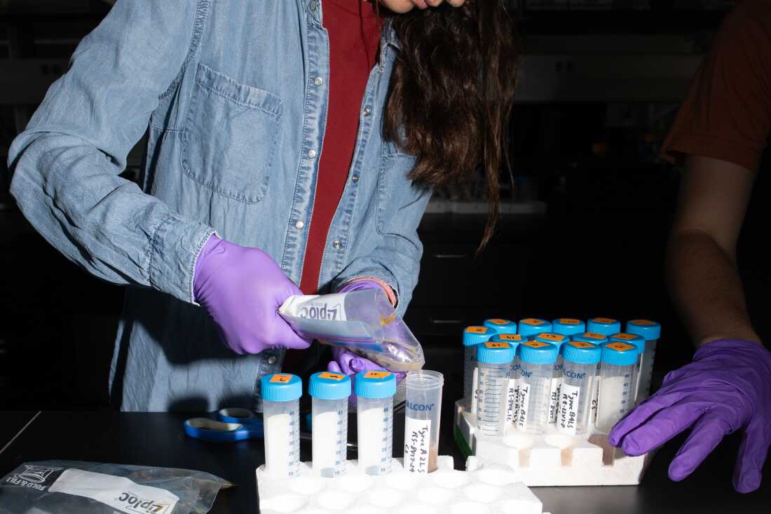 This photo shows UC Davis research associate Martina Galeano preparing grape samples. While wearing purple gloves, she pours liquid from a zip-close plastic bag into a plastic centrifuge tube.