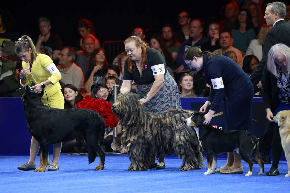 At that National Dog Show in Philadelphia, a Beauceron, Bergamasco Sheepdog and Entlebucher Mountain Dog stand for judging. Three members of the Herding Group, the 2025 winner, a Belgian Sheepdog named Soleil, won Best in the Herding Group before going on to be named Best in Show.