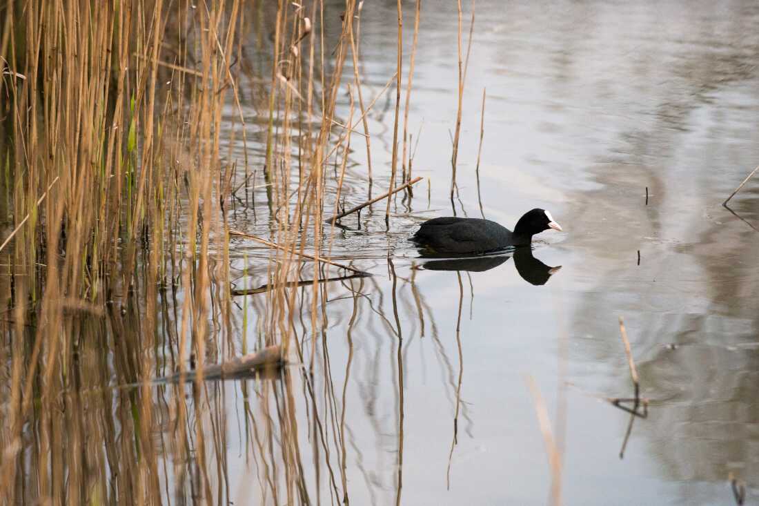 A black coot with a white forehead paddles through the marshland at the Ealing Beaver Project. The water bird has a ducklike shape, and reedlike foliage rises up from the waters of the marsh.