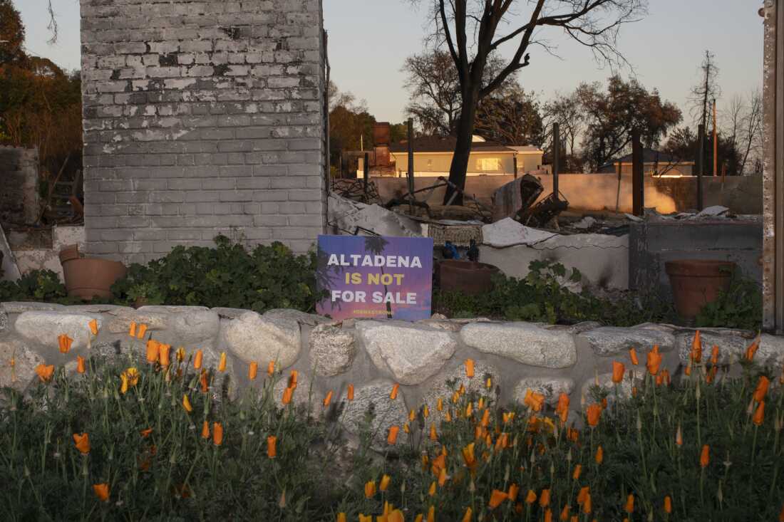 A sign that reads "Altadena is not for sale" is seen in a burned down lot. According to Altadena resident Lupe Sanchez signs like this are up "Because in the beginning, like the second, third day that we were up here, there were all kinds of investors and real estate people coming in and telling us that they were going to give us that money for ours. Our area, our property. But we don't want to sell out. We want it rebuilt."