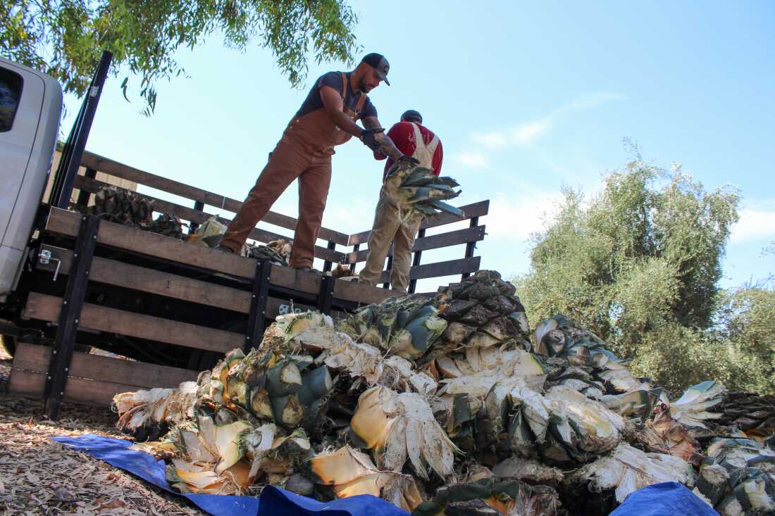 This photo shows David Ortega (on the left) and Gian Pablo Nelson unloading Agave americana piñas from their truck on Aug. 3, 2024. Both men are wearing overalls and are standing in the back of the drunk. Ortega is dropping a piña from the truck onto a pile of piñas resting on a blue tarp on the ground.