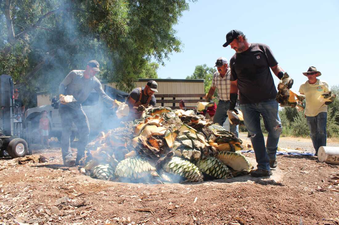 This photo shows a group of men piling agave piñas into an earthen pit. Smoke rises up from the pit.