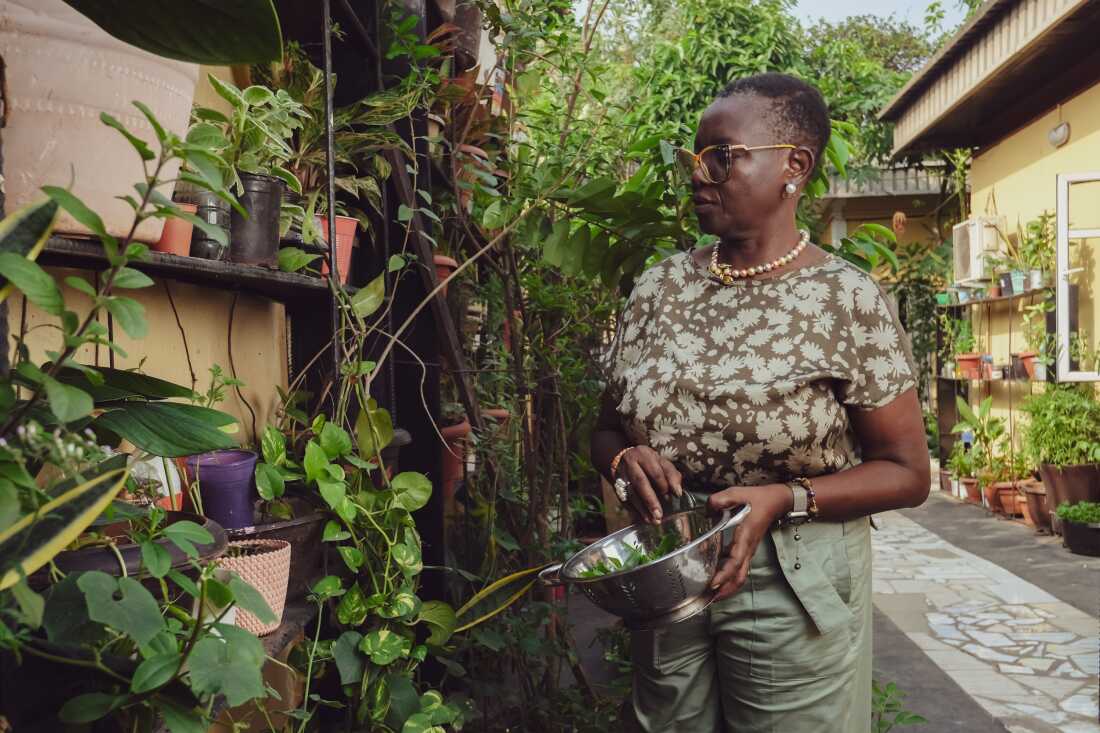 A woman harvests fresh waterleaf from her garden and places it in a metal collander.