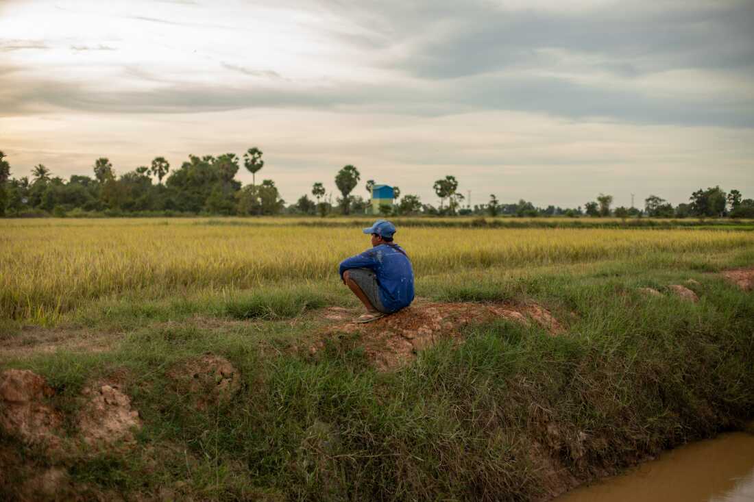 A man squatting on the ground looks over a rice field in Koh village, in Cambodia’s Anloung Sor district.