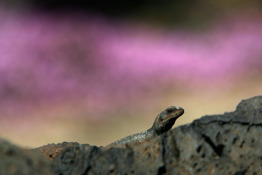 A chuckwalla lizard sunbathes in this 2007 file photo from Amboy Crater National Natural Area in southern California. The lizard is the namesake of the new Chuckwalla National Monument.