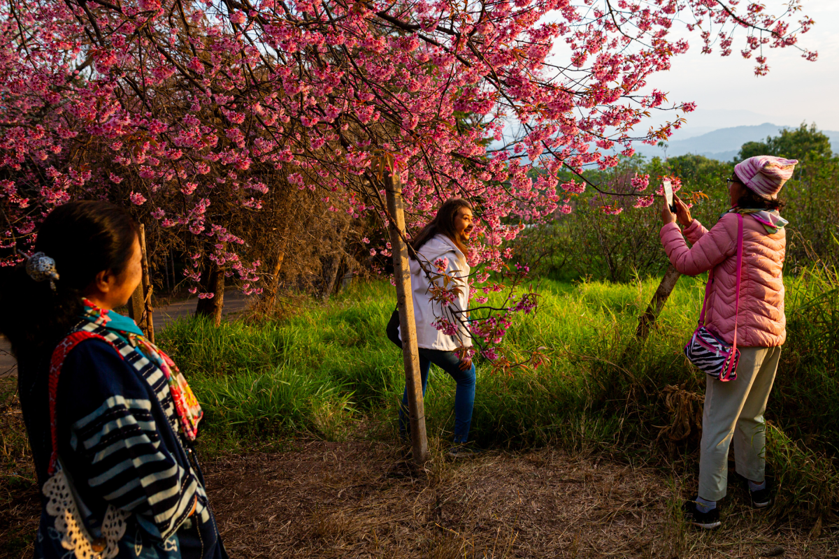 A woman basks in the beauty of the cherry blossoms in Chiang Mai, Thailand.  Photographer Andre Malerba says: 'People from all over the country and abroad come to enjoy the beauty of nature, often camping for several days so as to wake up with sun and get the most out of their time with the blossoms. It is a wonderful example of nature drawing people away from every day life and the cities to enjoy something simple together. '