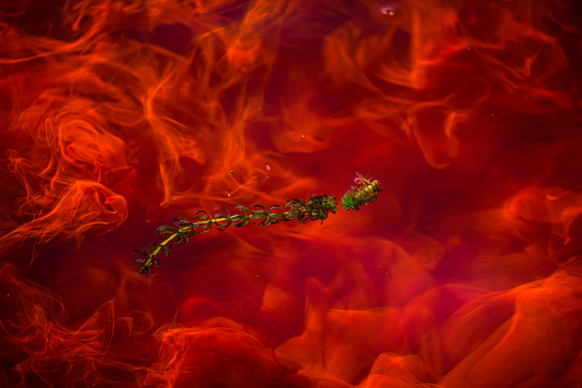 A piece of hydrilla (Hydrilla verticillata) floats in the Connecticut River on Sept. 9 in Portland, Conn. The river water had been dyed by scientists with the U.S. Army Corps of Engineers who were studying flow patterns to obtain information about how best to add herbicides to the water and kill the highly invasive plant.