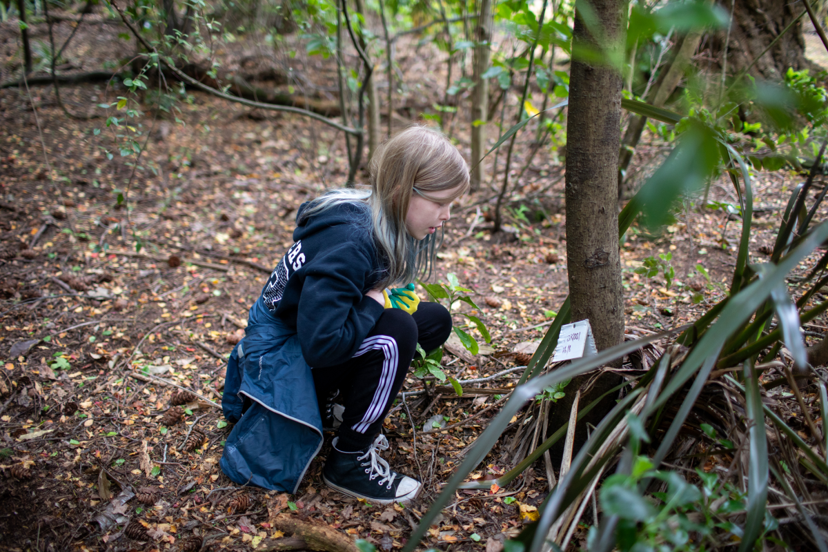 Mila McKenzie checks a chew card, a piece of cardboard scented with bait. It attracts animals like possums and rodents, which nibble the edges of the card, alerting the group when invasive predators are in the area.