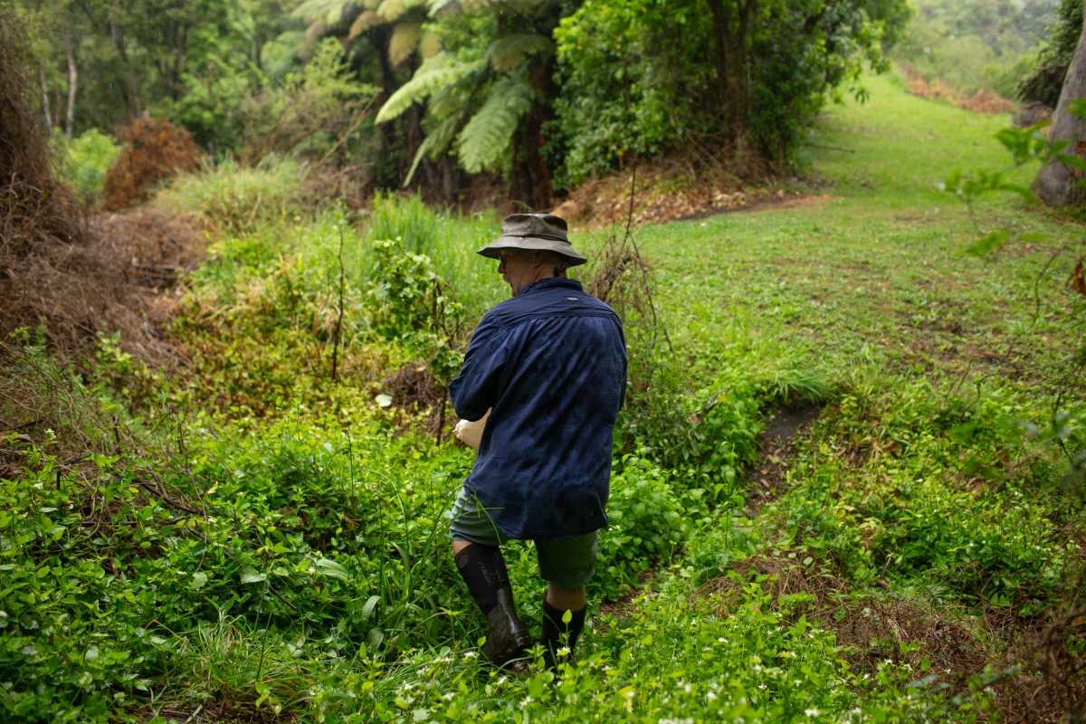 Jame McCarthy walks down a neighborhood path where a line of traps is set for invasive species. 'We see the results remarkably quickly when they're removed from the environment,' he says.