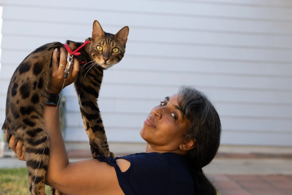 Lisa Wilkerson-Willis received her purebred Bengal cat, Benny, as a wedding anniversary gift five years ago.