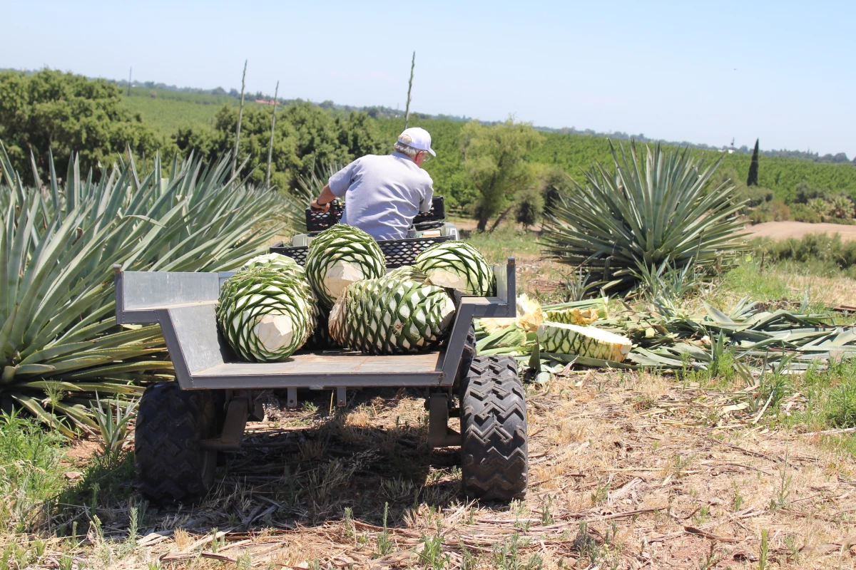 Craig Reynolds, president of the California Agave Council, drives a load of freshly harvested agave piñas. These will be cooked down in a pit for a week before being used to make agave spirits.