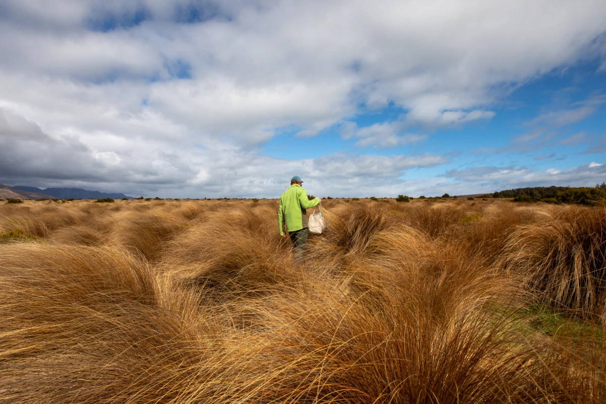 James Bohan of the Burwood Takahē Centre walks through the grasslands at the Burwood Takahē Centre. The tussocks, or bunch grasses, are the main food source for takahē.
