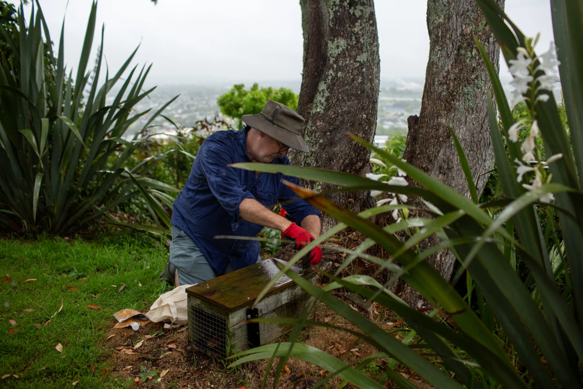 James McCarthy sets up a trap in his backyard in Whakatāne, New Zealand. He's one of about 600 trappers across town who volunteer to combat invasive species to help protect New Zealand's native birds.