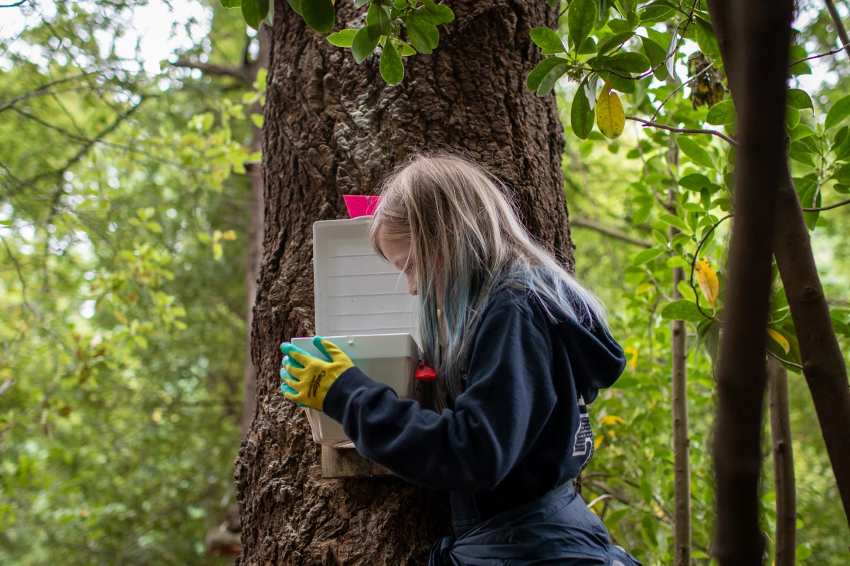Mila McKenzie inspects an animal trap in a park in Dunedin, New Zealand. Her student-led group plants trees and traps invasive animals that are killing native birds.
