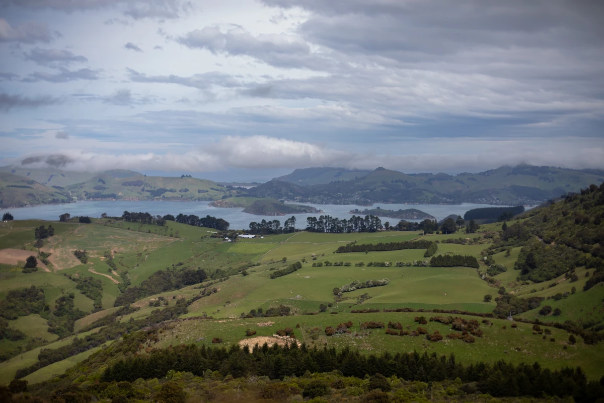 A coalition of community groups traps invasive predators across Dunedin, New Zealand. On one peninsula, the coalition believes there are only a few possums left after more than 20,000 were removed.