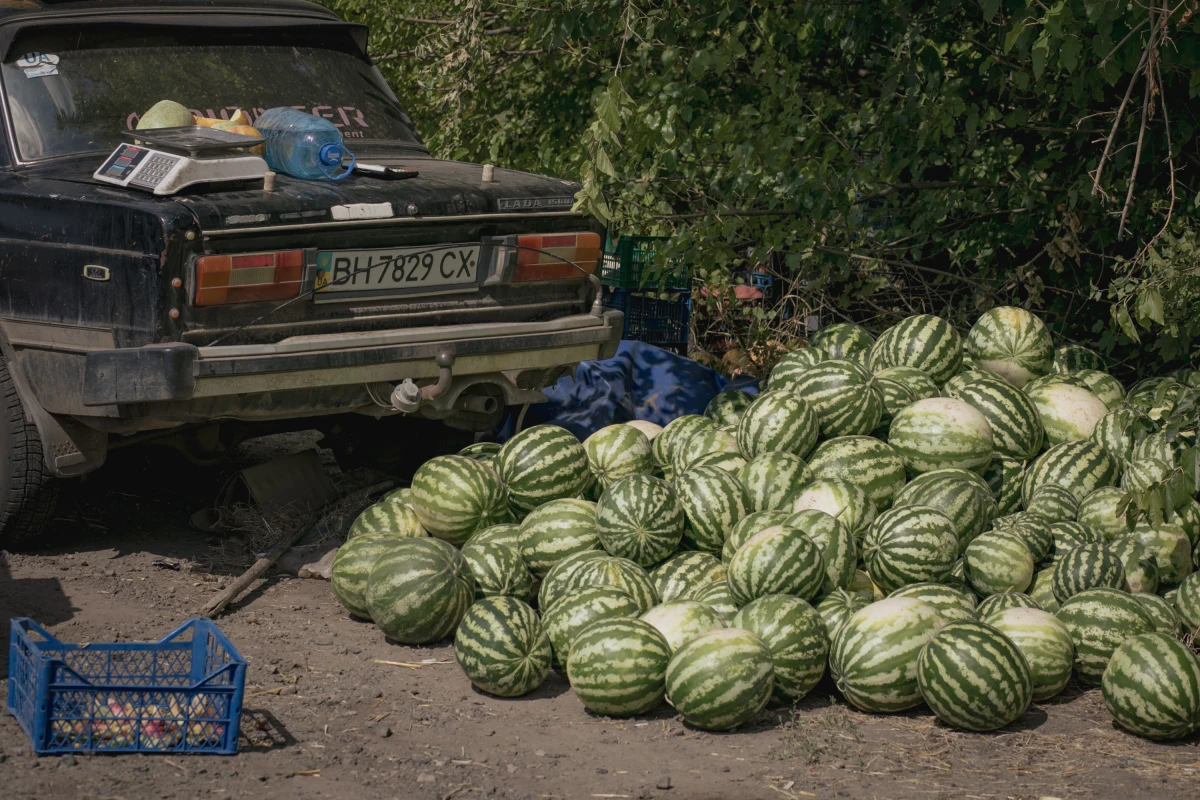 Watermelons are a symbol of summer in Ukraine. Kherson was always the watermelon capital, but now, due to the war, destruction and the many occupied and mined areas in that region, most watermelons come from around Odesa.