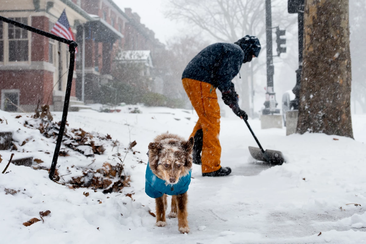 Riley, a 13-year-old Miniature Australian Shepherd, stands guard as her owner Jase Carter clears snow in front of their home along Arsenal Street on Sunday, January 5, 2025, in south St. Louis, Missouri.