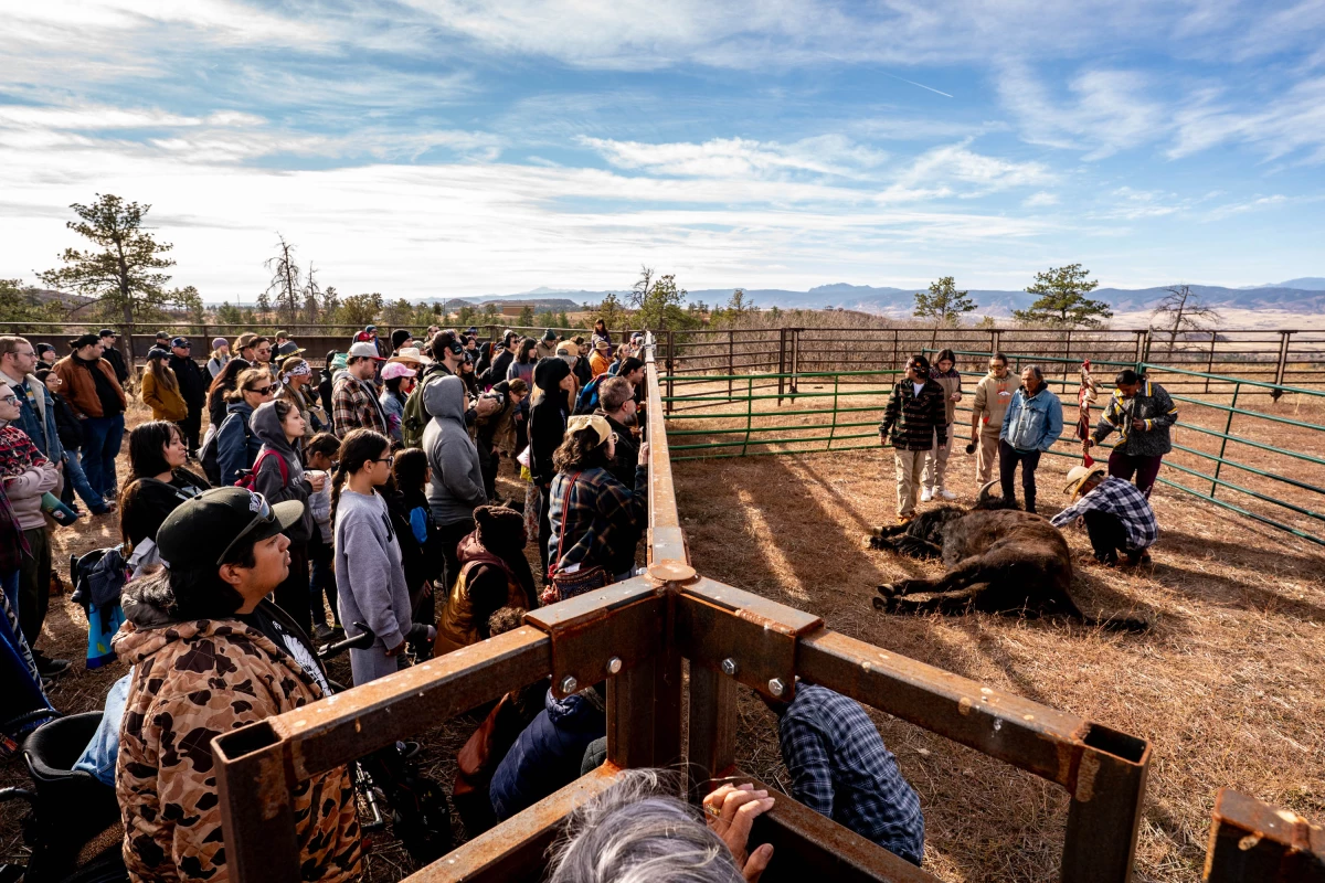 Members of Indigenous tribes from around the Plains region gather to pay their respects and give thanks to the buffalo shot in an annual ceremonial harvest at the Tall Bull Memorial Park south of Denver, Colo., on Nov. 7.