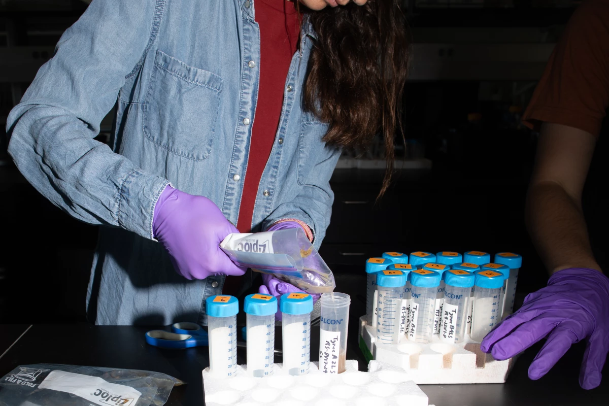 UC Davis research associate Martina Galeano prepares grape samples. Wine grapes need heat for ripening, but too much heat can break down some of the crucial compounds for wine flavor and color.