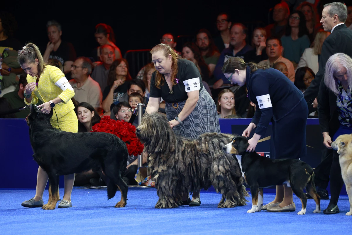At that National Dog Show in Philadelphia, a Beauceron, Bergamasco Sheepdog and Entlebucher Mountain Dog stand for judging. Three members of the Herding Group, the 2025 winner, a Belgian Sheepdog named Soleil, won Best in the Herding Group before going on to be named Best in Show.
