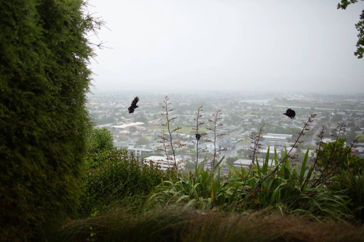Whakatāne is just one of many New Zealand communities that have formed predator-free groups. 'It feels like the whole country is onboard,' says Keturah Bouchard, who volunteers in Whakatāne.