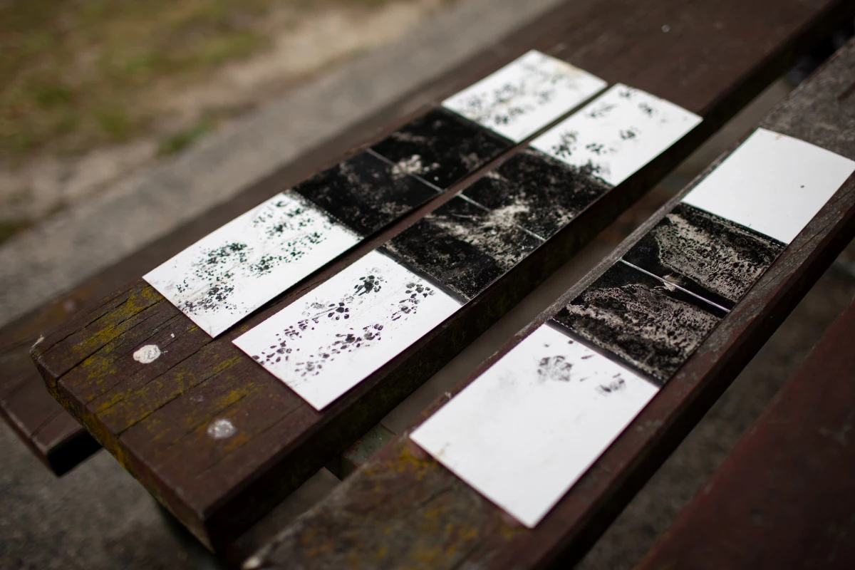 Tracking cards capture animal footprints with ink, allowing the group to identify which invasive species are present in the park.