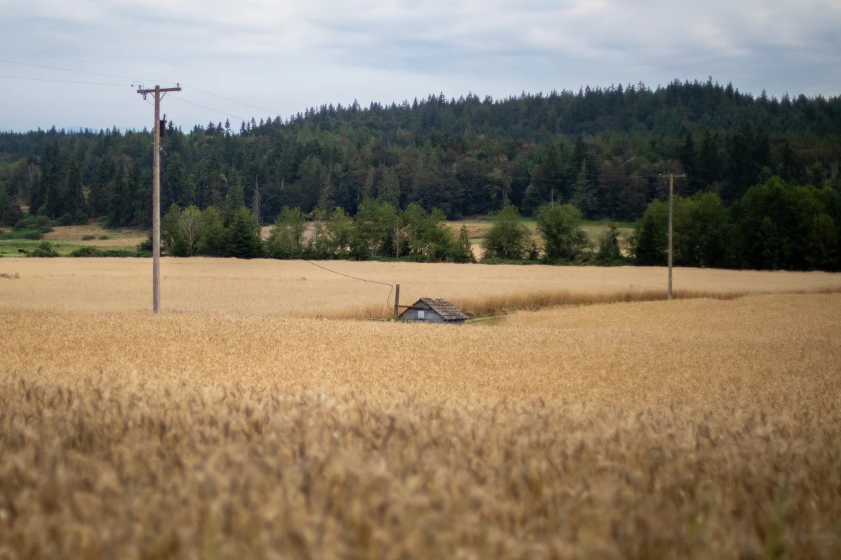 Fields of grain are seen at dusk in Chimacum, Wash.