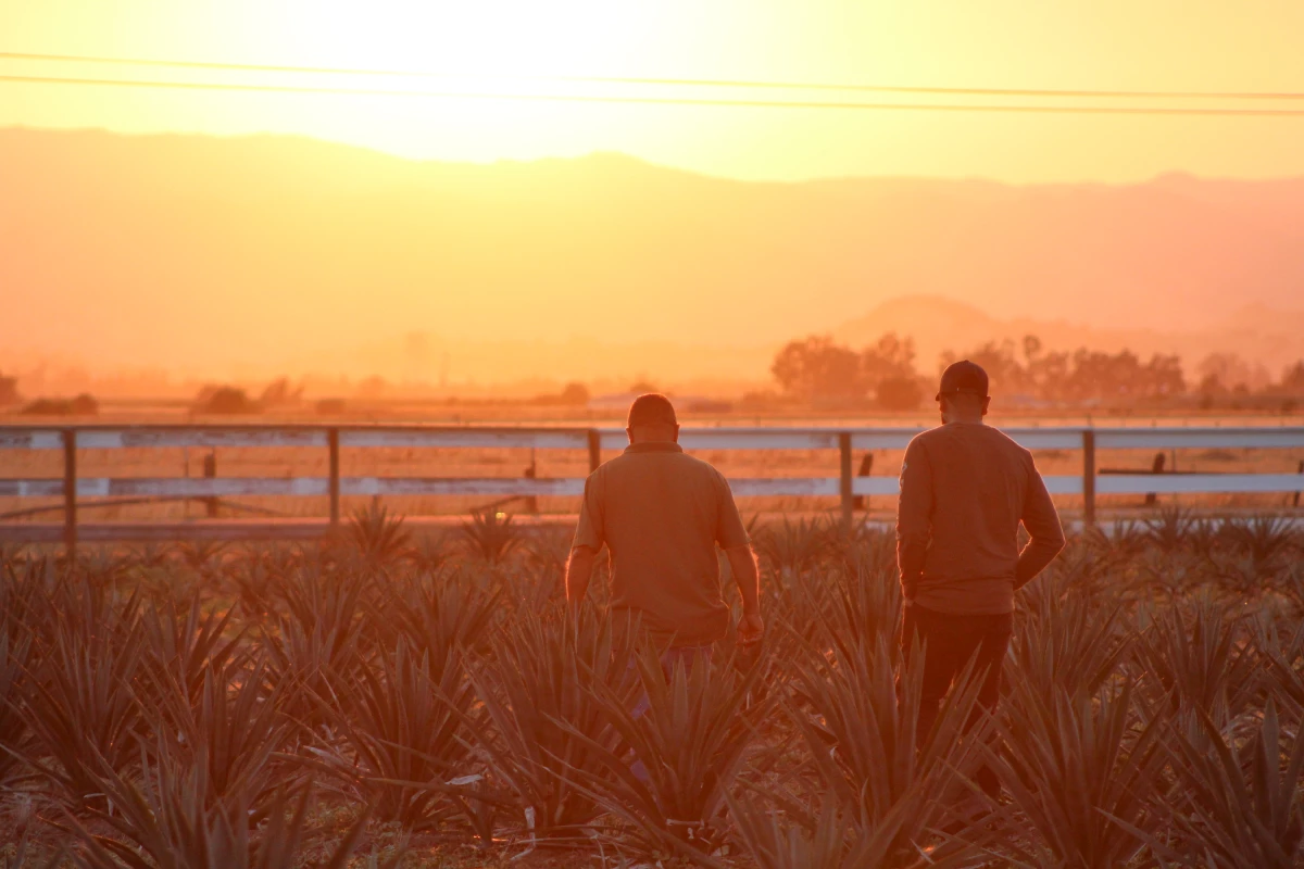 Juan Rodriguez and his cousin Orlando Flores check on their 2-acre agave field in Vacaville, Calif., on June 26. Their crop was planted two years ago and will be ready to harvest in another five years or so.