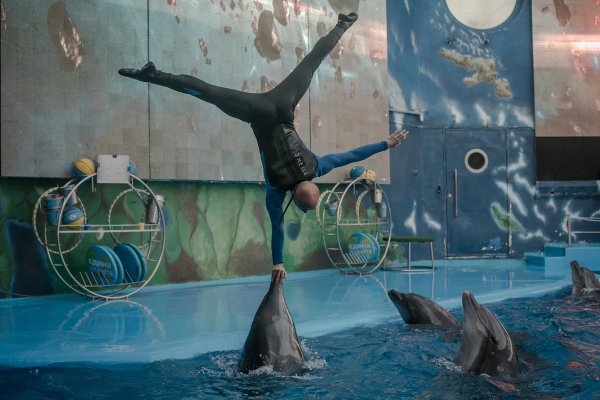 A dolphin show at the city's NEMO hotel on Aug. 16, where performances serve to raise funds for the Ukrainian army.