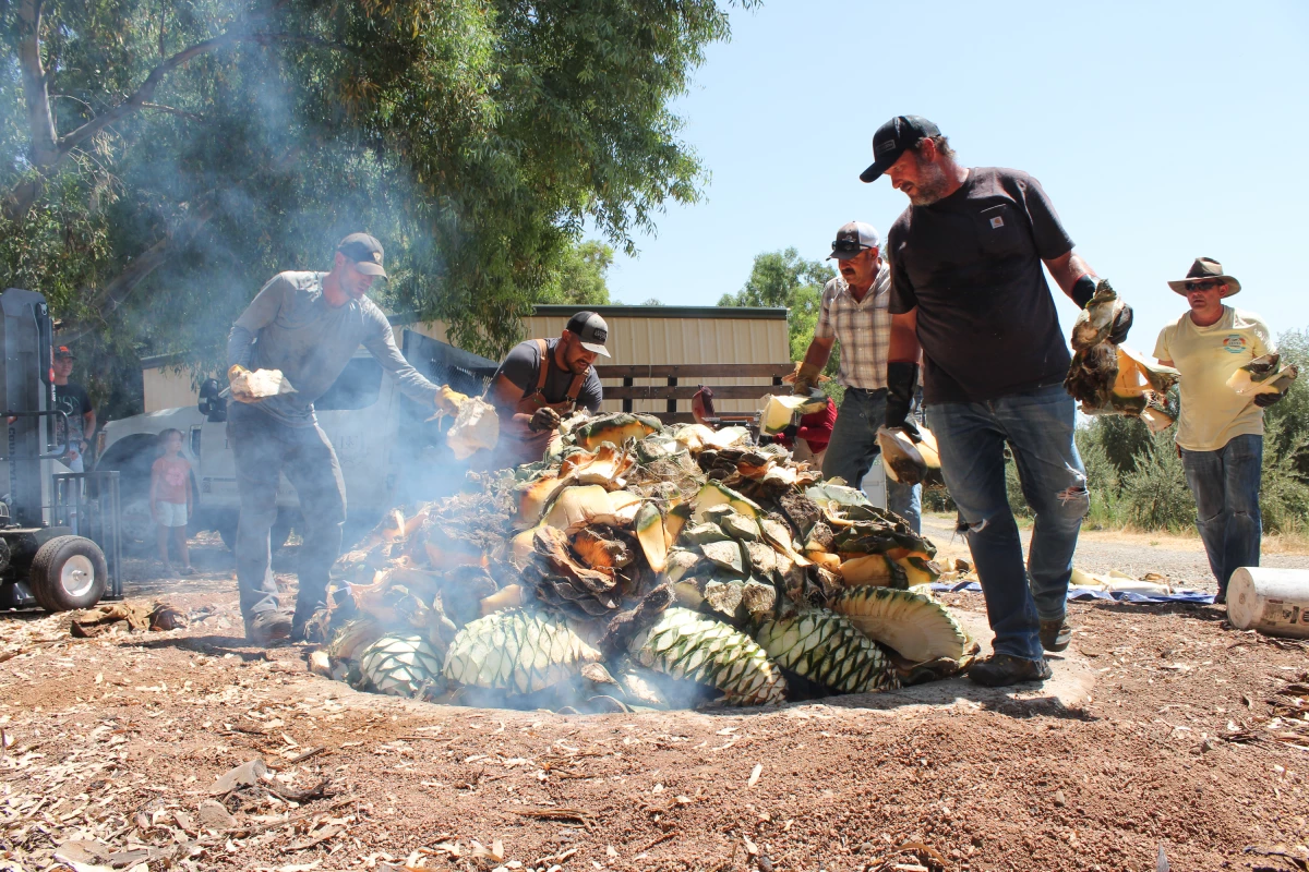 Agave piñas are loaded into an earthen pit, where they will be steamed for about a week over hot stones. Then they will be used to make agave spirits.
