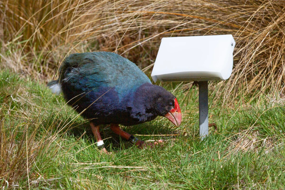 Takahē are another of New Zealand's flightless birds. They were thought to be driven to extinction by humans and invasive predators, but now are being brought back through captive breeding. 