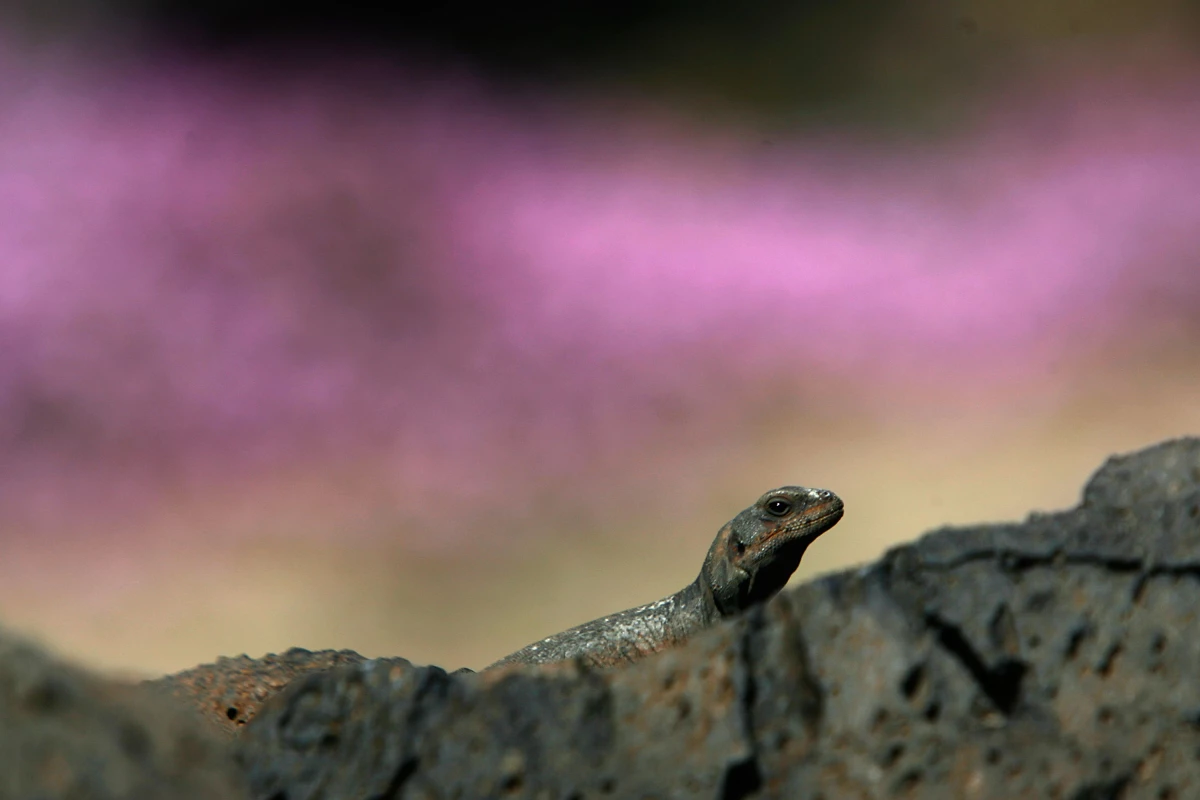 A chuckwalla lizard sunbathes in this 2007 file photo from Amboy Crater National Natural Landmark in southern California. The lizard is the namesake for the new Chuckwalla National Monument.