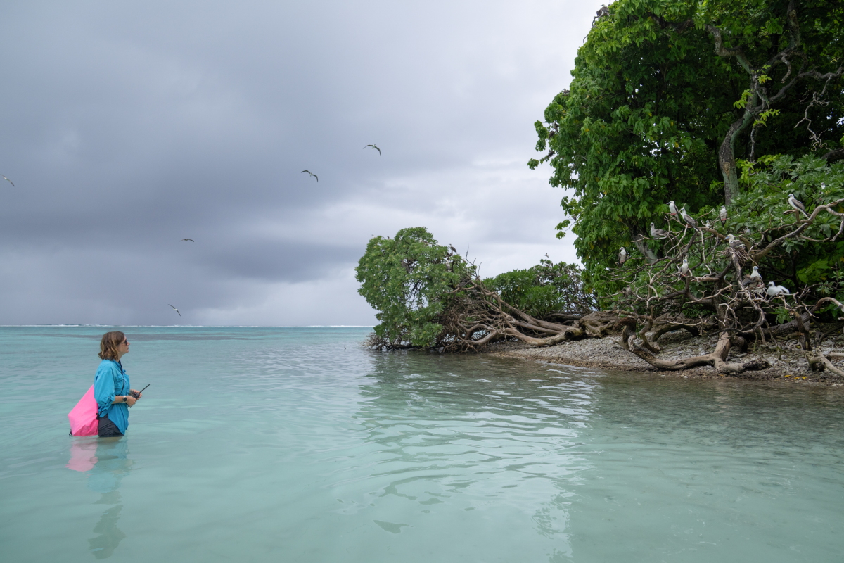 One way to protect coral reefs? Bring back seabirds
