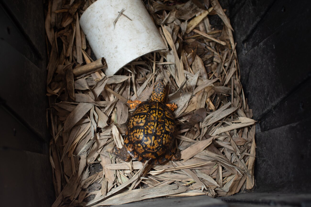 The patterns on box turtle shells are meant to emulate dappled light coming through trees to help the animals camouflage in their native forests of eastern North America. Their bright coloration also makes them more desirable for the pet trade. 
