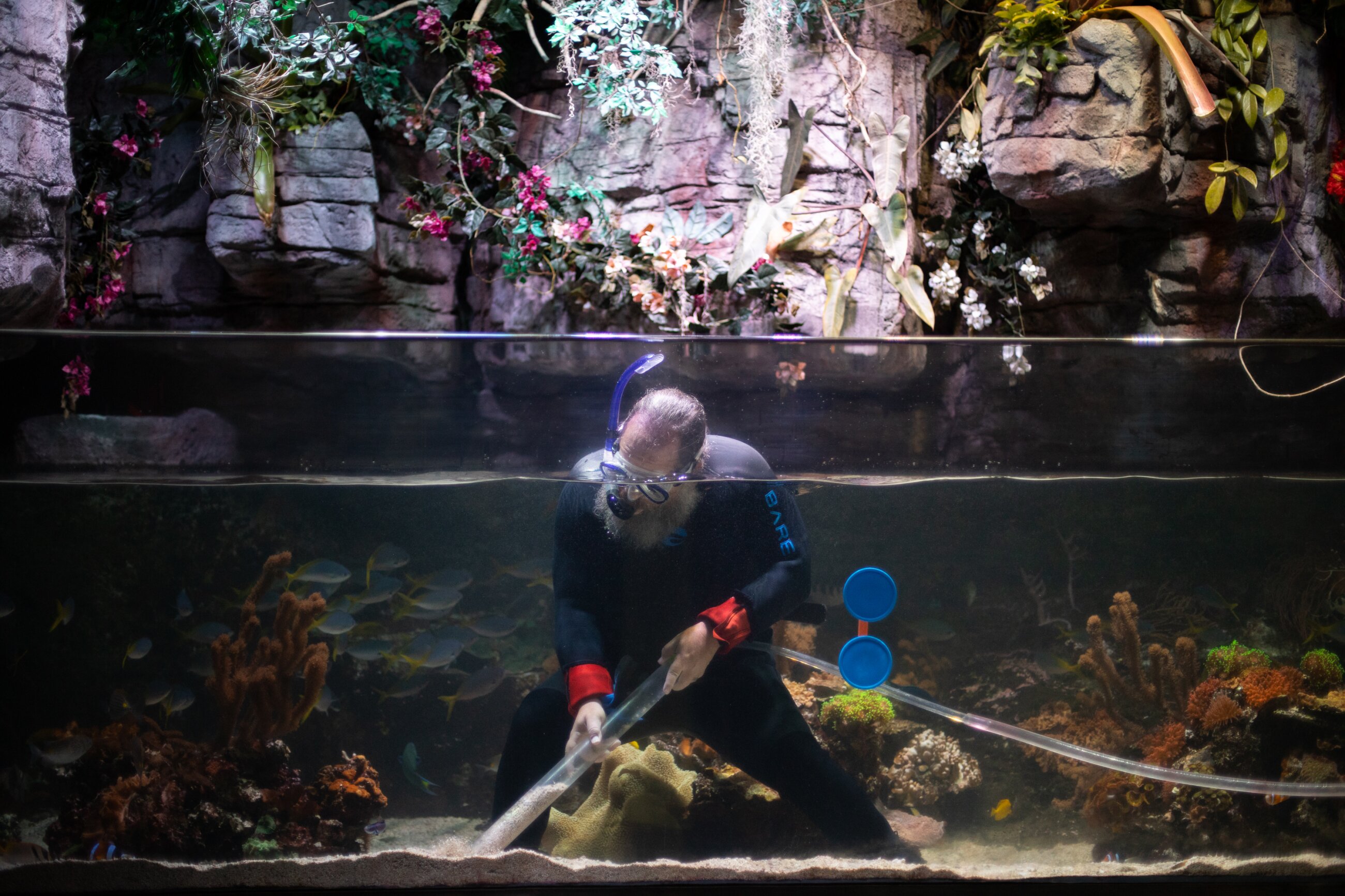 Aquatic species need specific water temperatures, pressure and chemistry. Specialized care at the Aquarium of the Pacific is often given by volunteers like Shaw Droker.