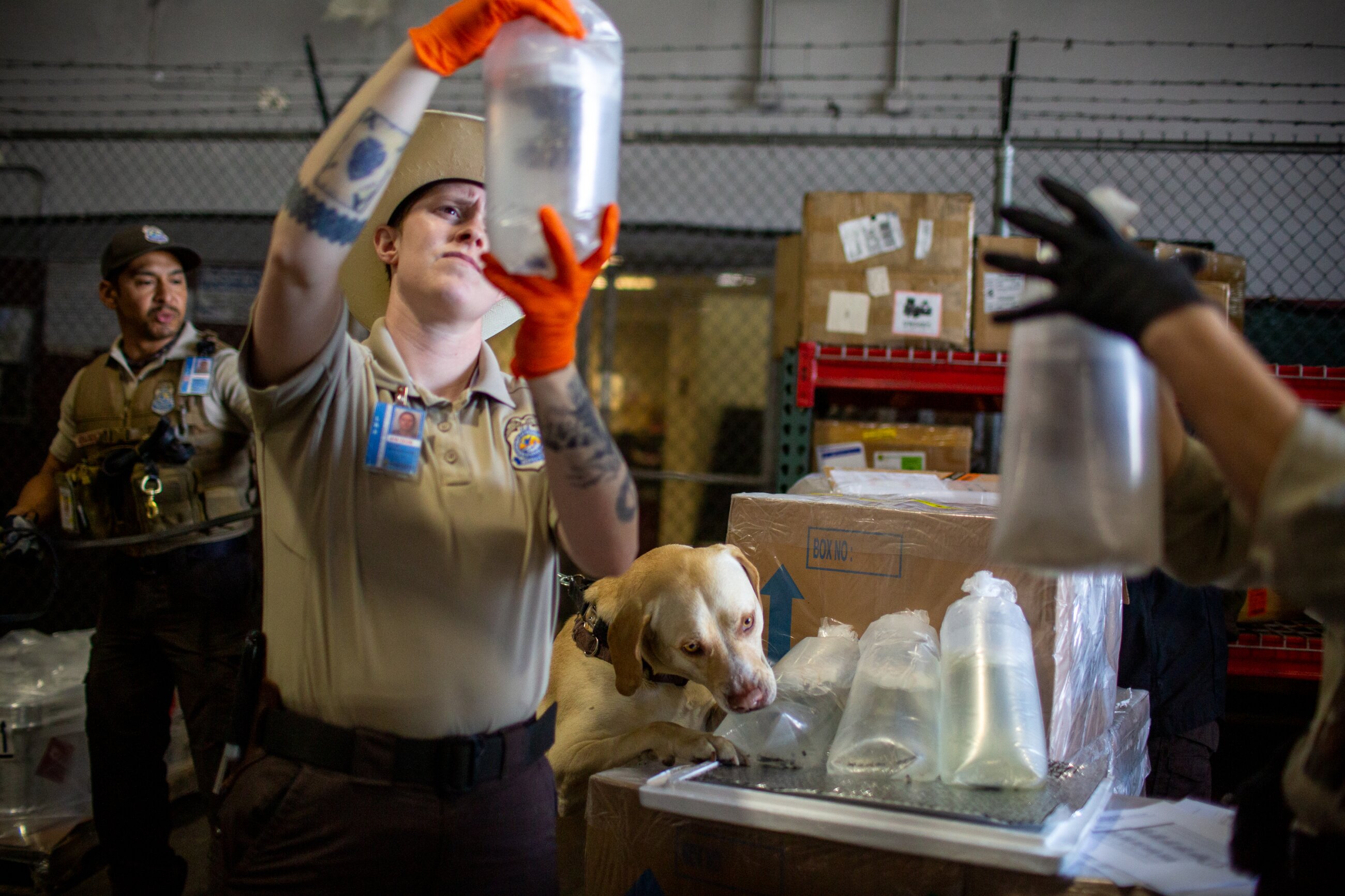 FWS Inspector Mac Elliot looks over a legal shipment while Braxton, a dog trained to smell heavily trafficked wildlife like reptiles and animal parts like ivory, enthusiastically does his job. Wildlife trafficking is one of the largest and most profitable crime sectors in the world. Estimates of its value range from $7-23 billion annually.