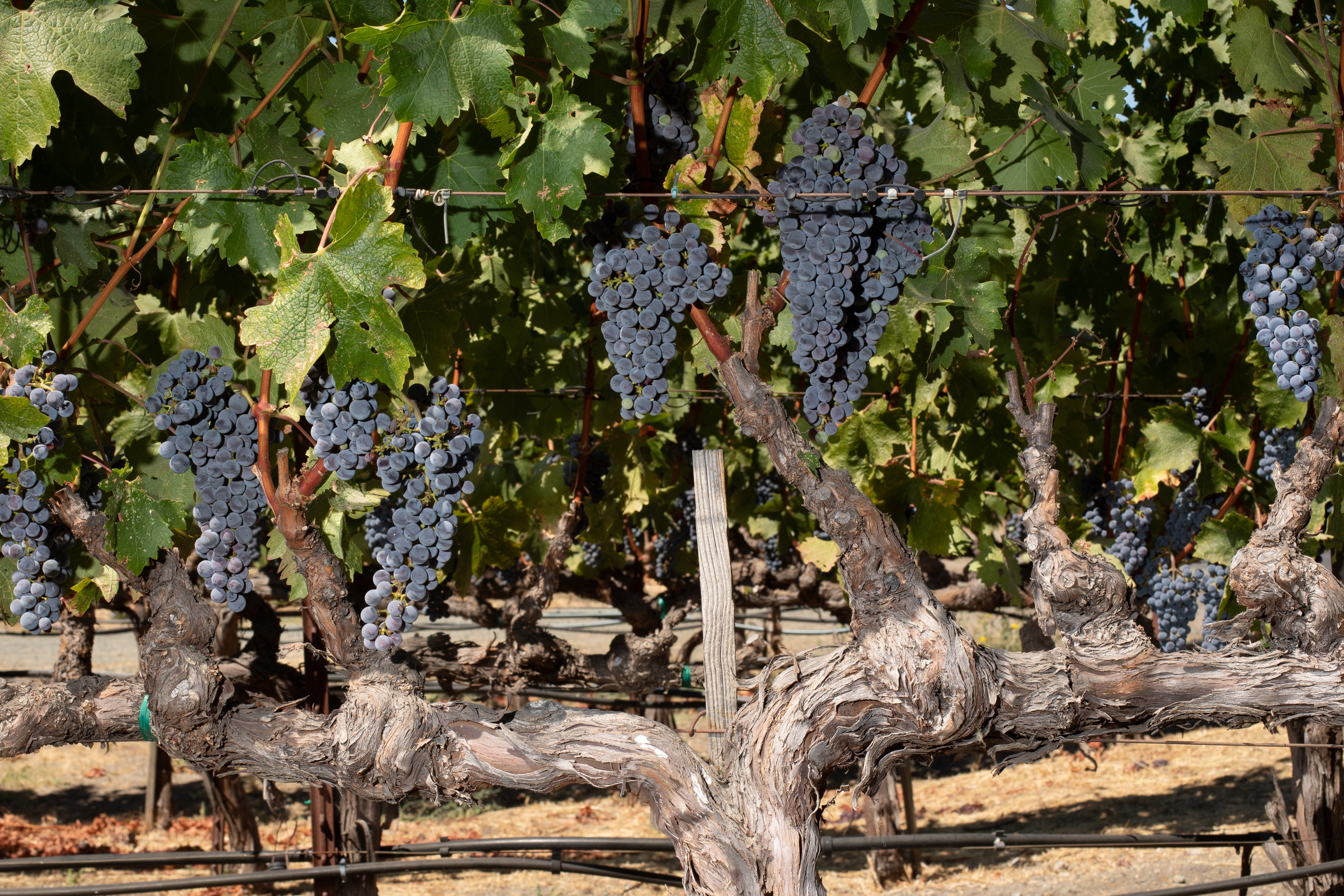 Late-summer heat waves are threatening Napa Valley