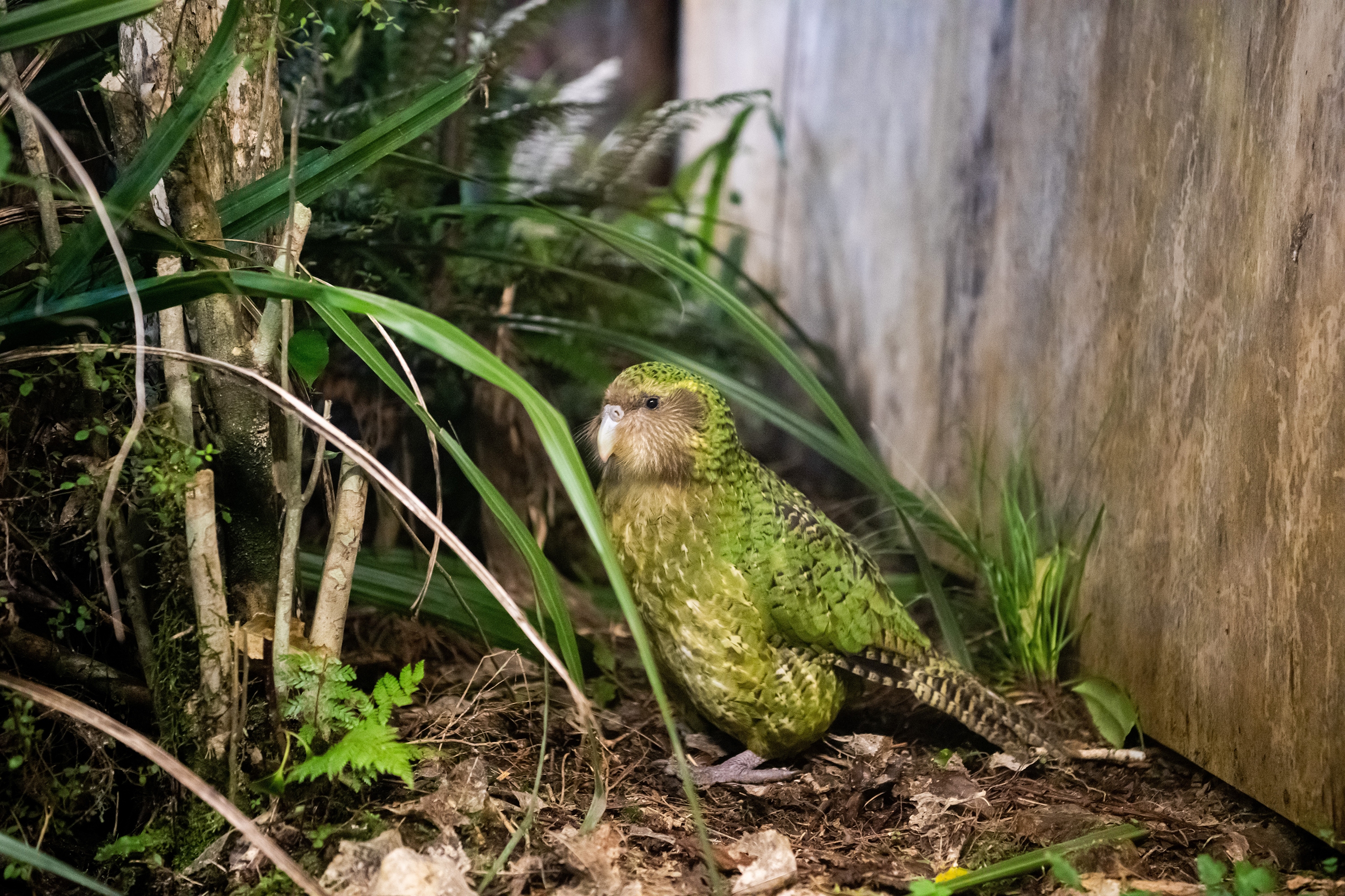 The kākāpō is the world